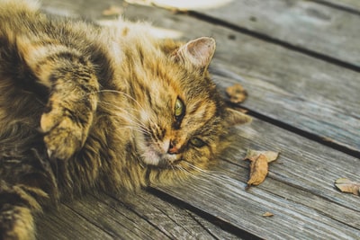 棕色的猫躺在木头表面